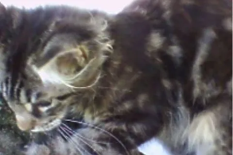 Kocieta MaineCoon o przepieknej urodzie!,  wielkop