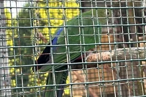 Szkarłatka królewska dorosła samica, Śląskie, Chybie
