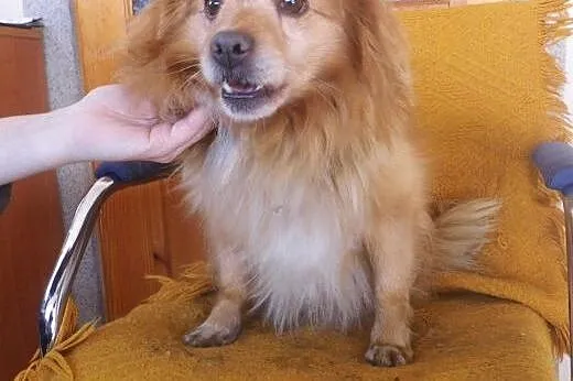Rudy, mały psiaczek,  mazowieckie Warszawa