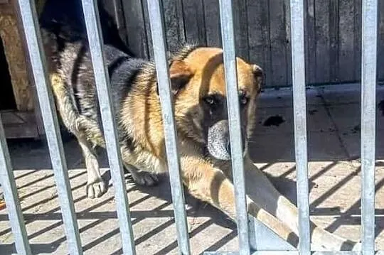 Alex czeka na dom!, Łódzkie, Tomaszów Mazowiecki