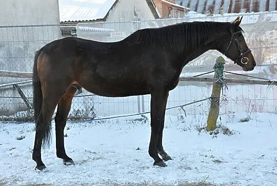 Stanówka ogierem Regiel, , 