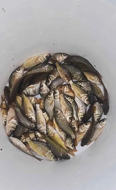 Karpie /narybek/żywiec /królewski / /ok.rzeszowa, Podkarpackie, Rzeszów