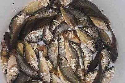 Karpie /narybek/żywiec /królewski / /ok.rzeszowa, Podkarpackie, Rzeszów