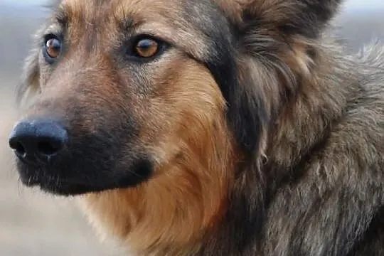 Piękna, grzeczna suczka Bajka, w typie owczarek ni