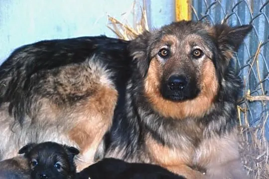 Piękna, grzeczna suczka Bajka, w typie owczarek ni