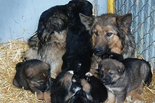 Piękna, grzeczna suczka Bajka, w typie owczarek ni