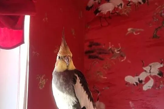 Sprzedam papugę nimfe