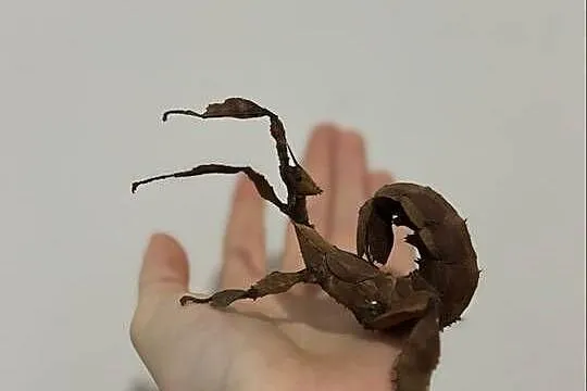 Straszyki australijskie