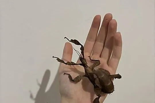 Straszyki australijskie, Małopolskie, Sieradza