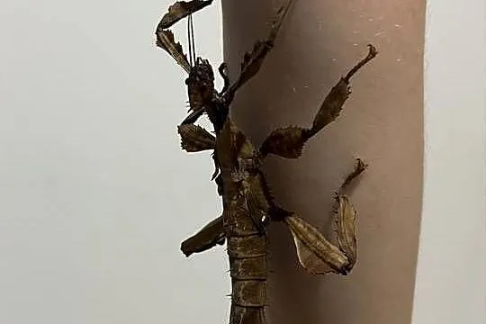 Straszyki australijskie, Małopolskie, Sieradza