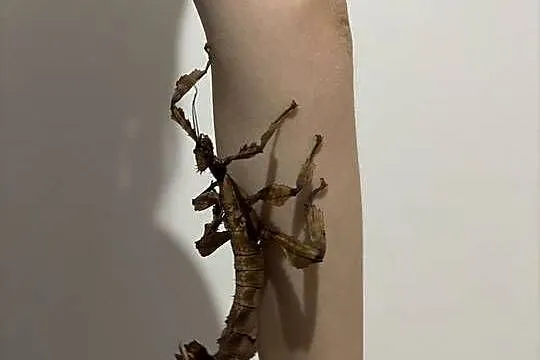 Straszyki australijskie, Małopolskie, Sieradza