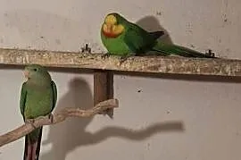 Papugi