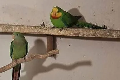 Papugi