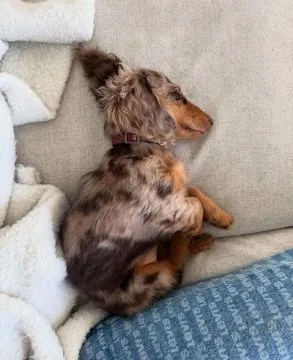 Piękne szczenięta jamnika do adopcji. Adres e-mail: {{babaraadressa29@gmail.com}}, , Lody