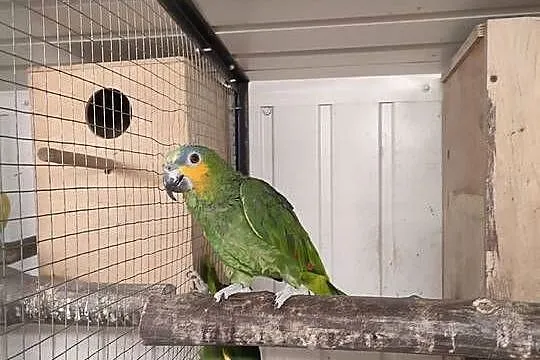 Amazonki kurika mdrobrewne, Małopolskie, Limanowa