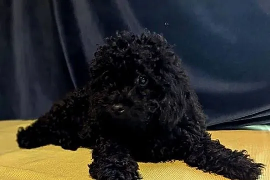 Pudel czarny miniaturka miniaturowy pudelek, Wielkopolskie, Poznań