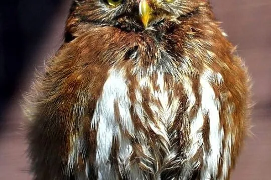 Sowy Sowa Sóweczka Brazylijska - Glaucidium brasilianum, Śląskie, Jastrzębie-Zdrój
