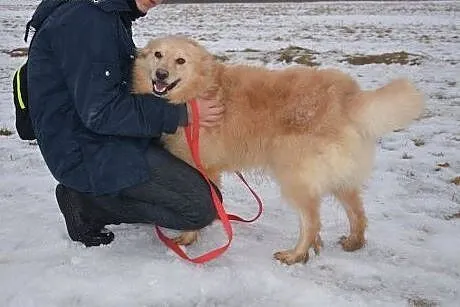 Goldi kocha ludzi i świat daj mu domek gdzie będzi