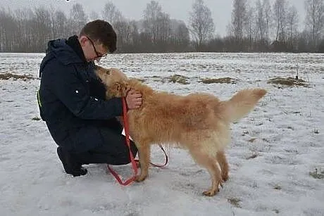 Goldi kocha ludzi i świat daj mu domek gdzie będzi