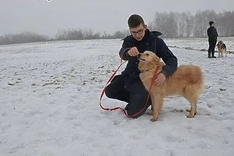 Goldi kocha ludzi i świat daj mu domek gdzie będzi