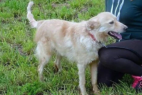 Goldi kocha ludzi i świat daj mu domek gdzie będzi