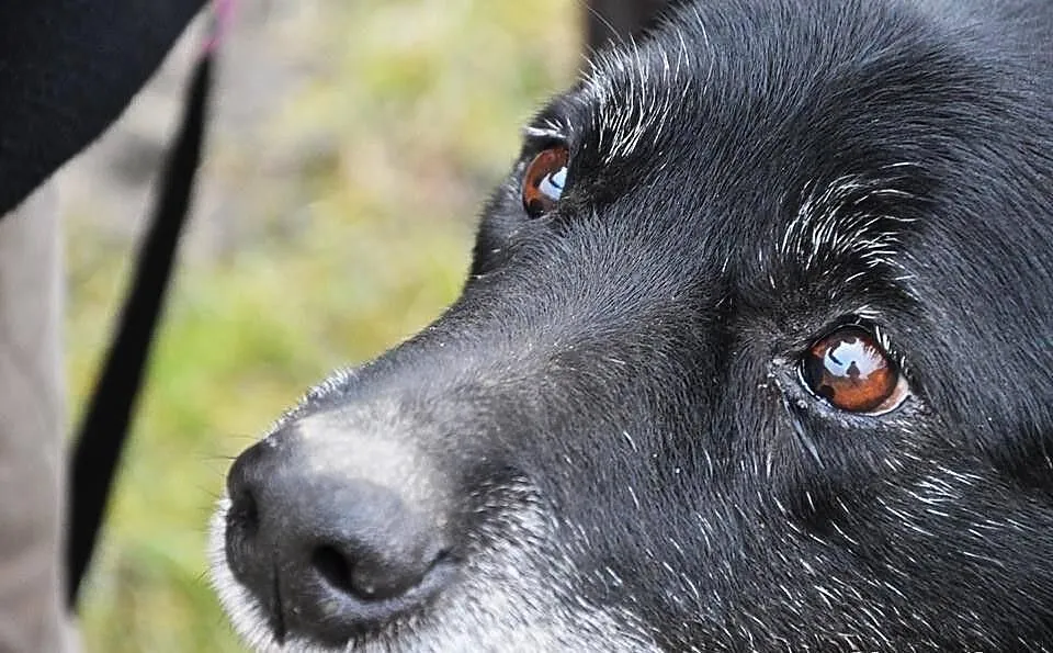 Milan w typie labradora, szuka dobrego domu z ogro