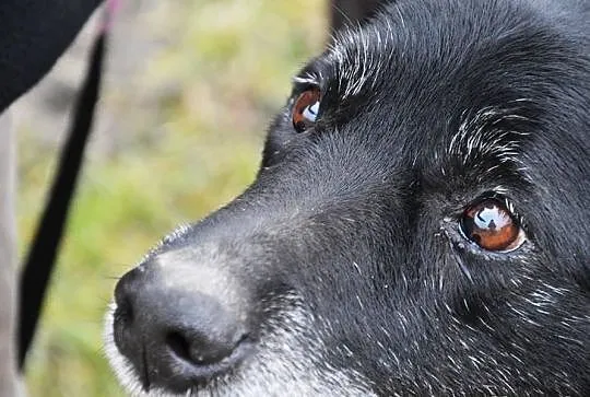 Milan w typie labradora, szuka dobrego domu z ogro