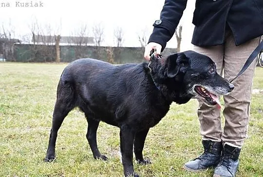 Milan w typie labradora, szuka dobrego domu z ogro