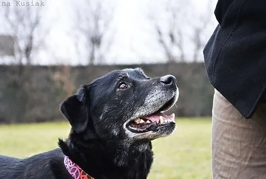 Milan w typie labradora, szuka dobrego domu z ogro