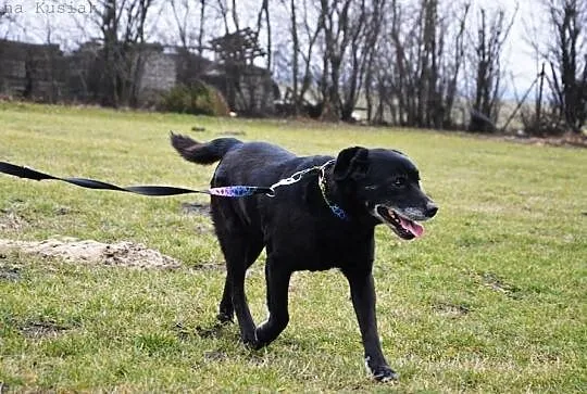 Milan w typie labradora, szuka dobrego domu z ogro