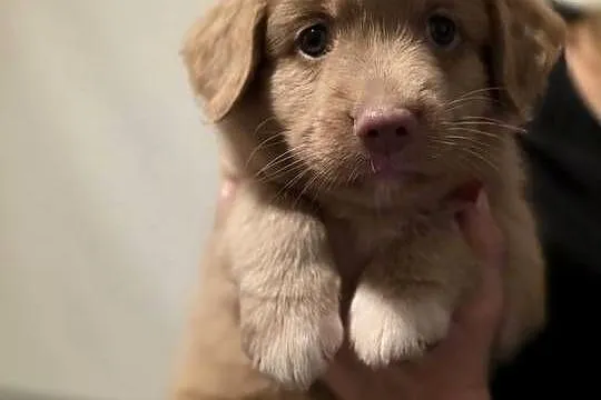 Nova Scotia Duck Tolling Retriever