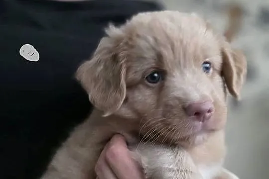Nova Scotia Duck Tolling Retriever, Pomorskie, Pruszcz Gdański