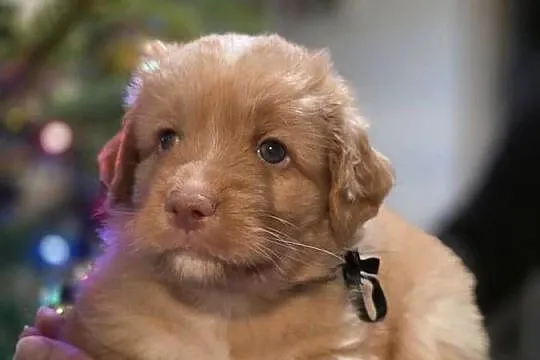 Nova Scotia Duck Tolling Retriever, Pomorskie, Pruszcz Gdański