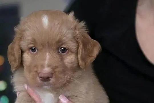 Nova Scotia Duck Tolling Retriever, Pomorskie, Pruszcz Gdański