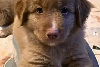 Nova Scotia Duck Tolling Retriever, Pomorskie, Pruszcz Gdański