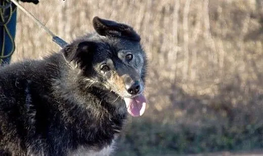 Rita do adopcji, mazowieckie Radzymin