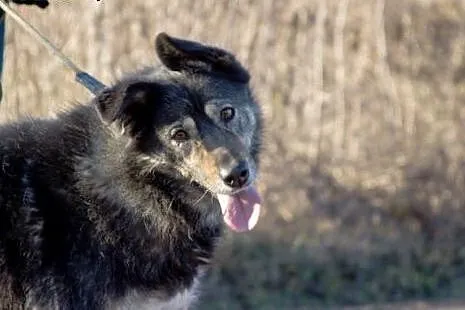Rita do adopcji,  mazowieckie Radzymin