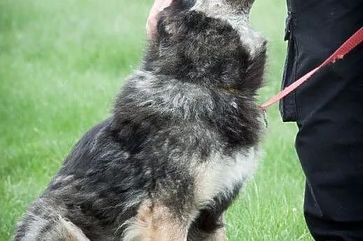 Rita do adopcji,  mazowieckie Radzymin
