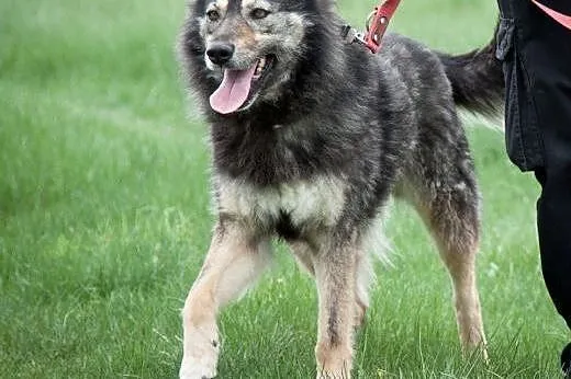 Rita do adopcji,  mazowieckie Radzymin
