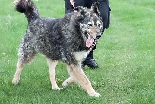 Rita do adopcji,  mazowieckie Radzymin