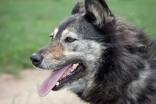 Rita do adopcji,  mazowieckie Radzymin
