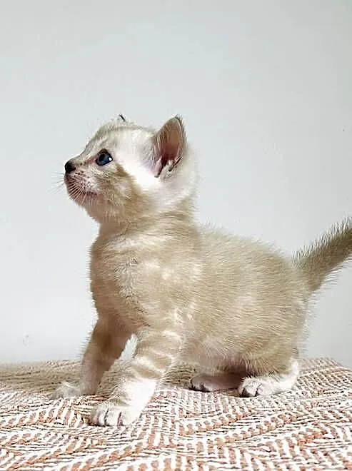 Vanillia - snow marble mink bengal girl, Śląskie, Lubliniec