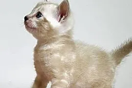 Vanillia - snow marble mink bengal girl
