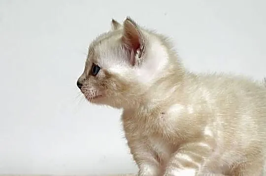 Vanillia - snow marble mink bengal girl, Śląskie, Lubliniec