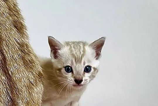 Vanillia - snow marble mink bengal girl, Śląskie, Lubliniec