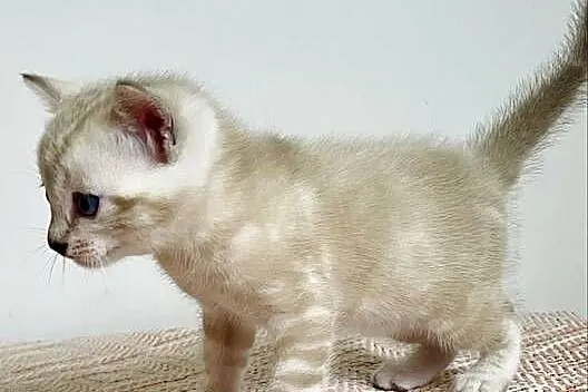 Vanillia - snow marble mink bengal girl, Śląskie, Lubliniec