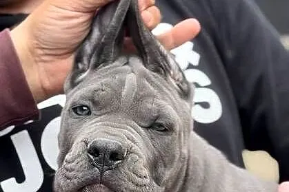 Cane Corso Szczenięta