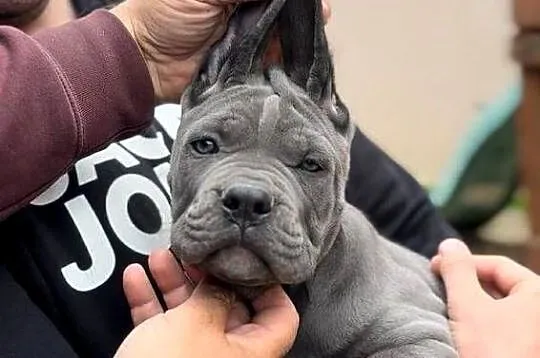 Cane Corso Szczenięta, Pomorskie, Lamk