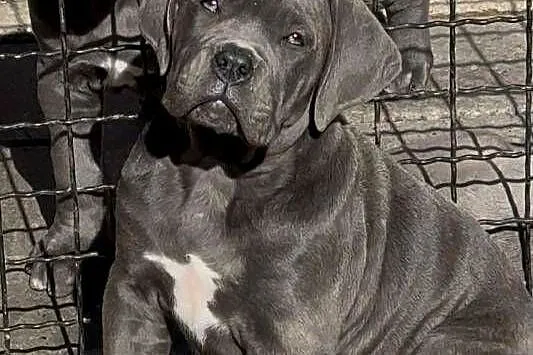 Cane Corso Szczenięta, Pomorskie, Lamk