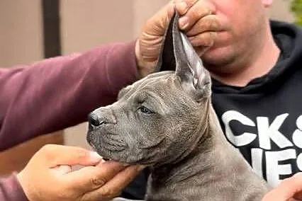 Cane Corso Szczenięta, Pomorskie, Lamk
